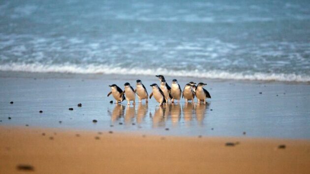 Phillip Island