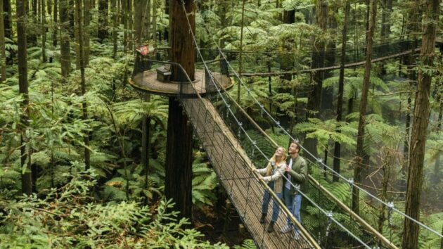 Redwoods Treewalk