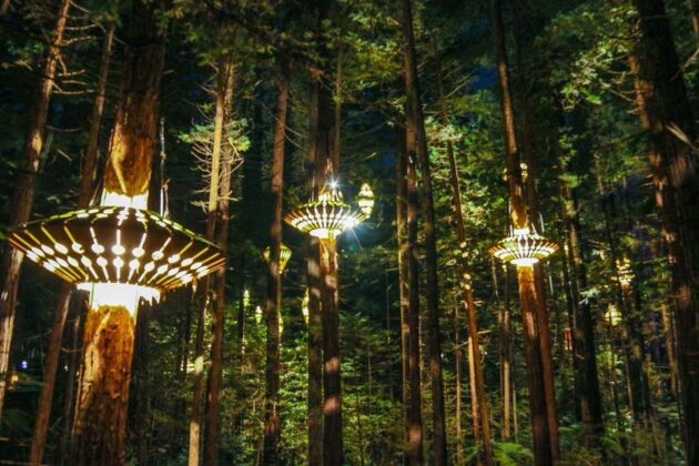 Redwoods Treewalk