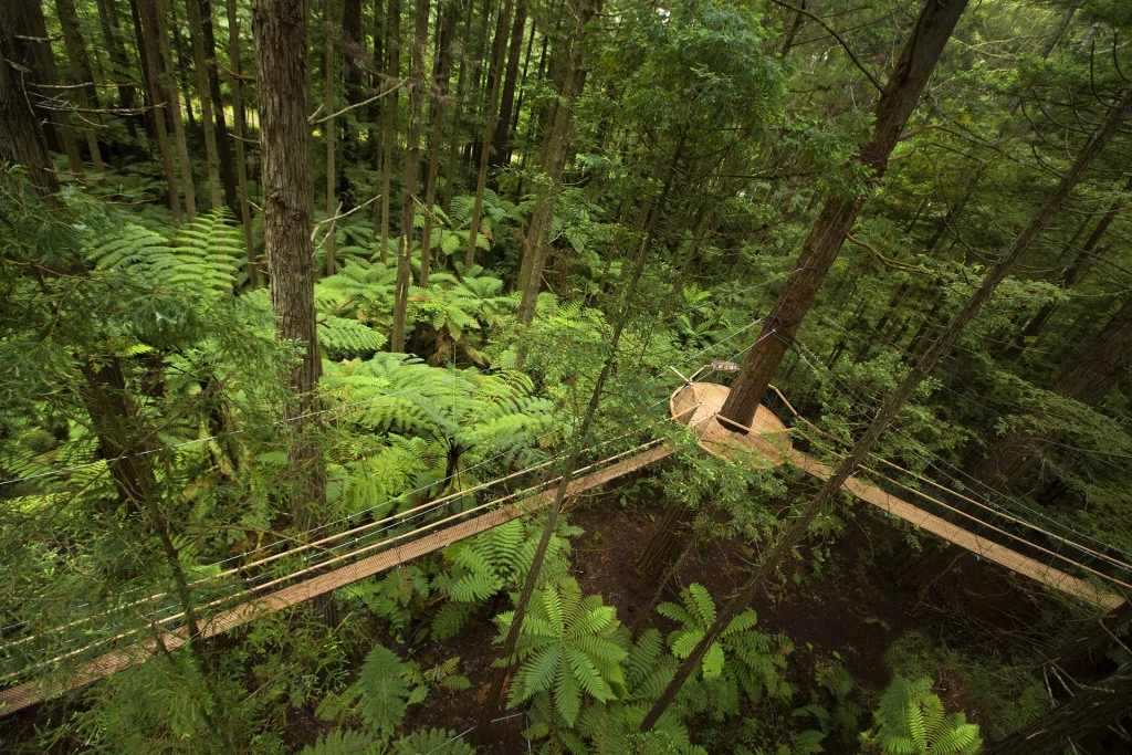 Redwoods Treewalk