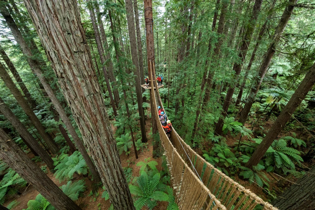 Redwoods Treewalk