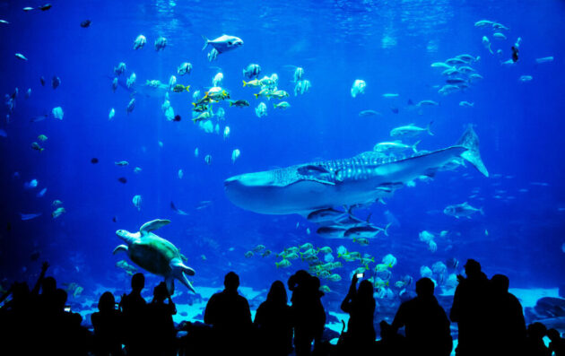 SEA LIFE Kelly Tarlton's Aquarium