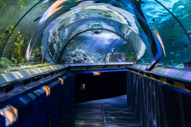 SEA LIFE Kelly Tarlton's Aquarium