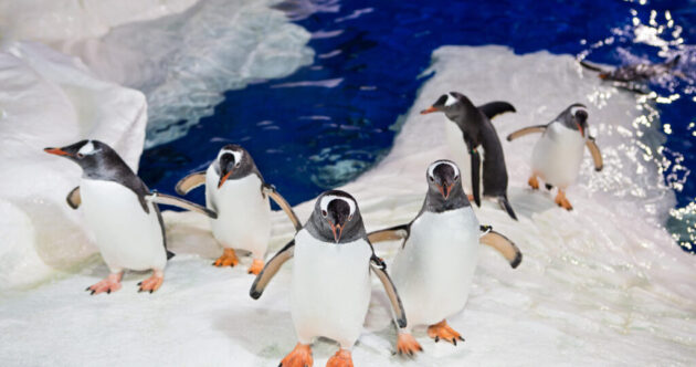 SEA LIFE Kelly Tarlton's Aquarium