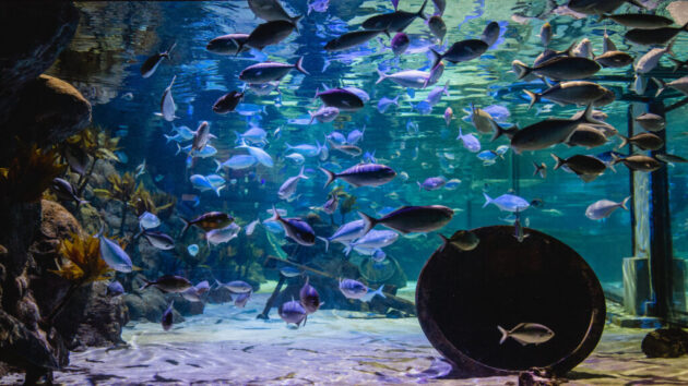 SEA LIFE Kelly Tarlton's Aquarium