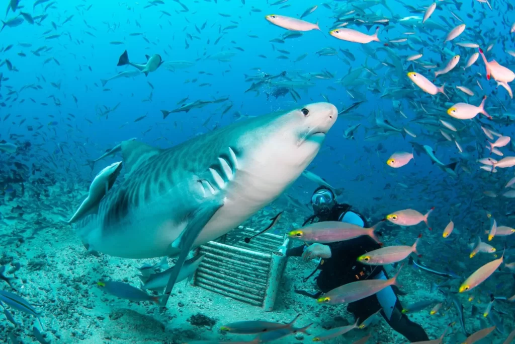 Shark Diving in Beqa Lagoon