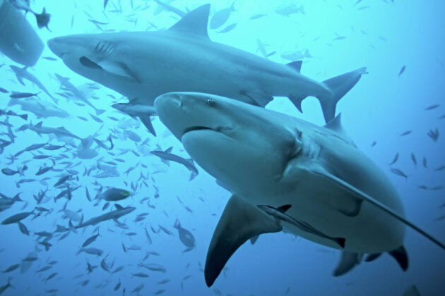 Shark Diving in Beqa Lagoon