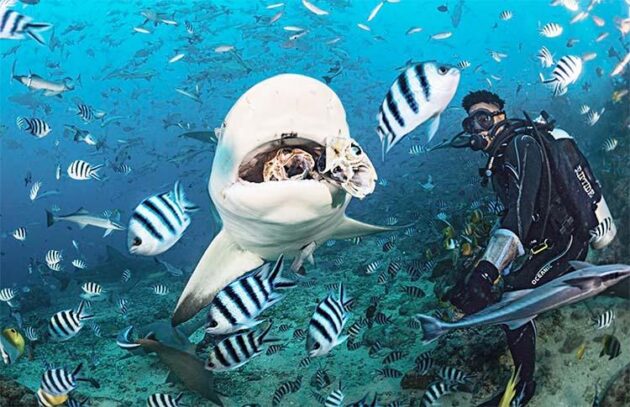 Shark Diving in Beqa Lagoon