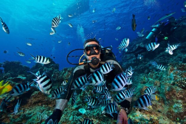 Shark Diving in Beqa Lagoon
