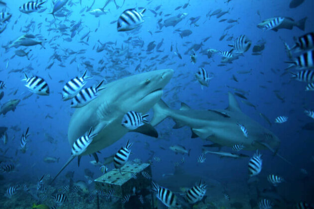 Shark Diving in Beqa Lagoon