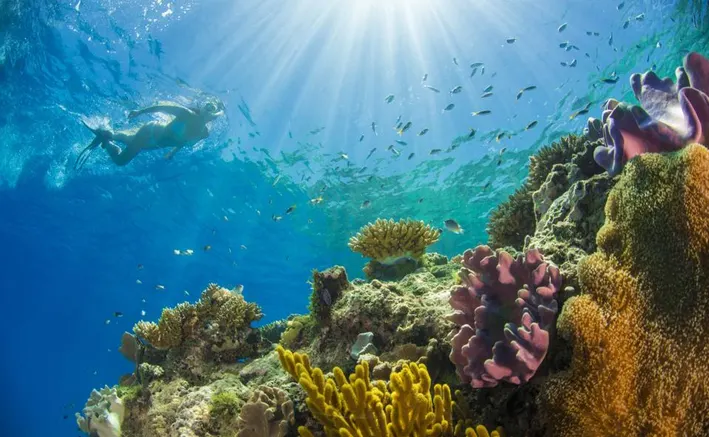 Snorkeling and Diving
