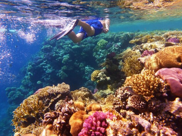 Snorkeling and Diving