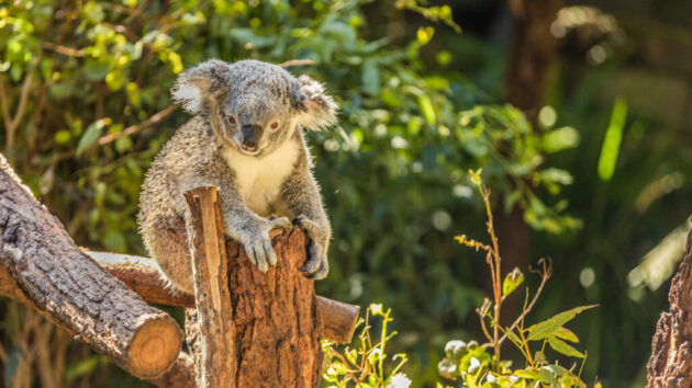 Taronga Zoo Sydney