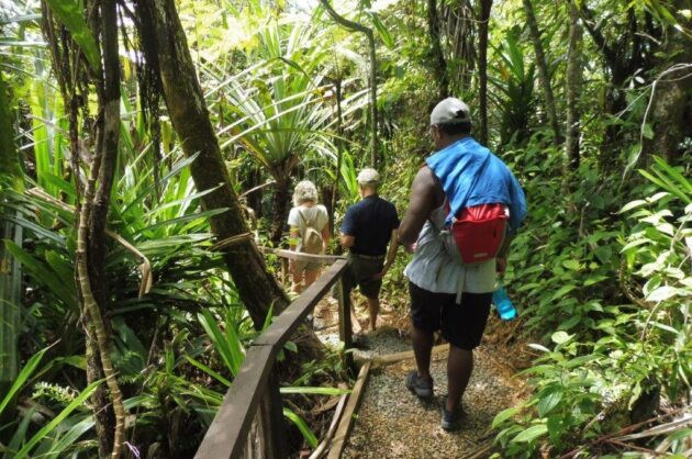 Waisali Rainforest Reserve