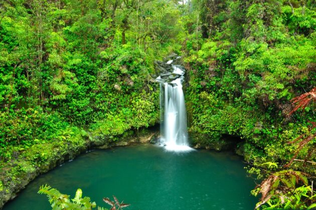Waisali Rainforest Reserve