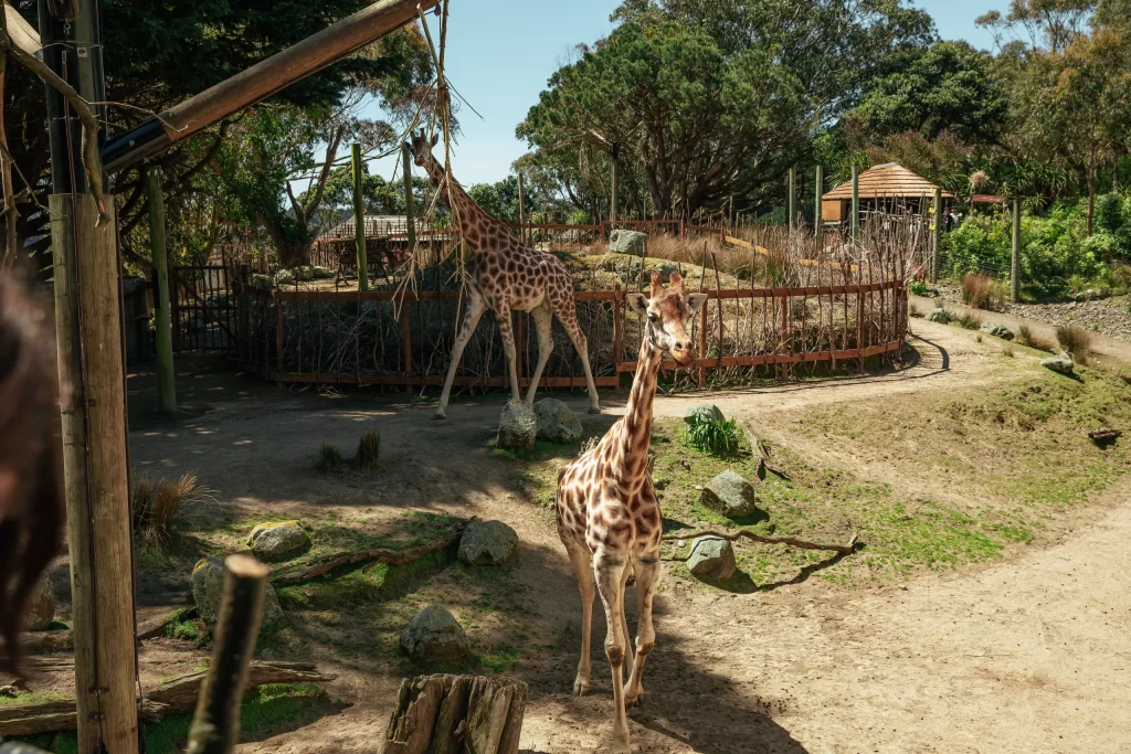 Wellington Zoo