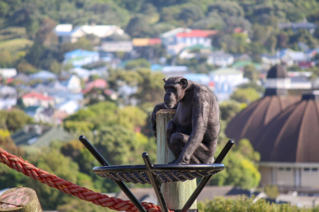 Wellington Zoo