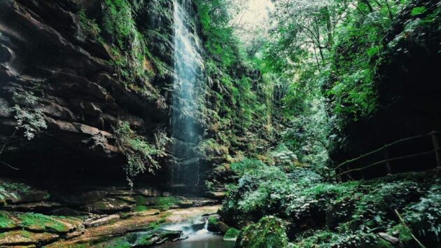 Bifeng Gorge Scenic Area