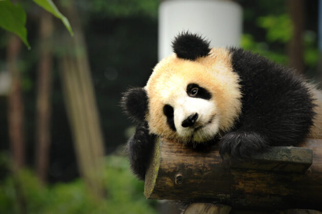 Bifeng Gorge Scenic Area