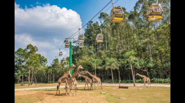 Guangzhou Chimelong Safari Park