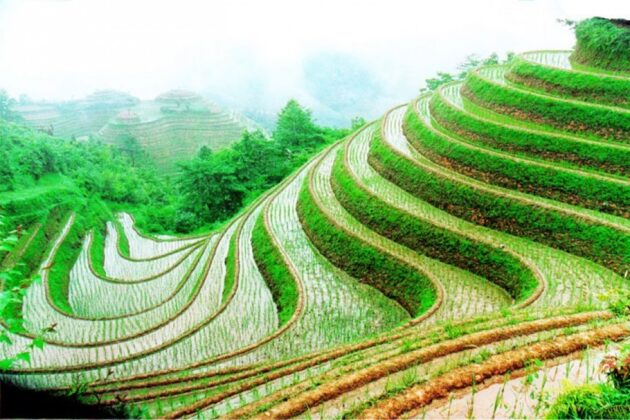 Longji Rice Terraces