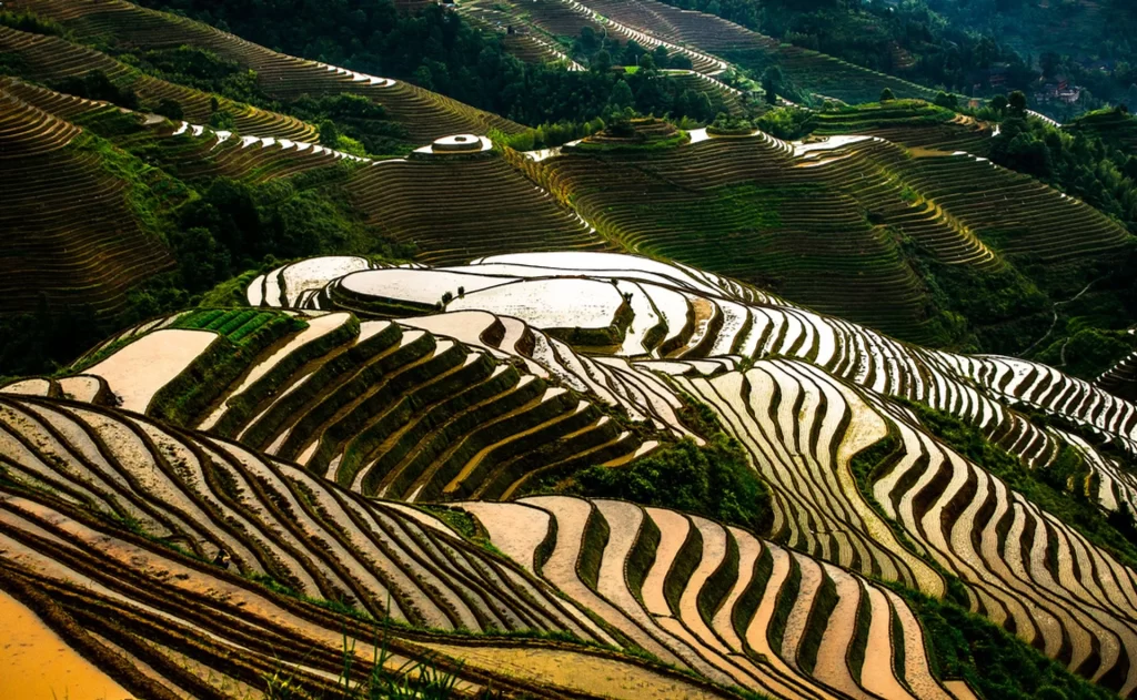 Longji Rice Terraces