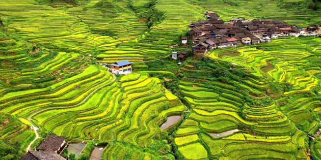 Longji Rice Terraces