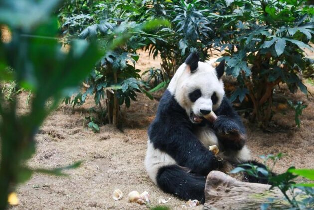 Ocean Park Hong Kong