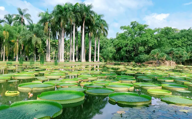 Sipsongpanna Botanical Garden
