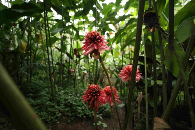 Sipsongpanna Botanical Garden