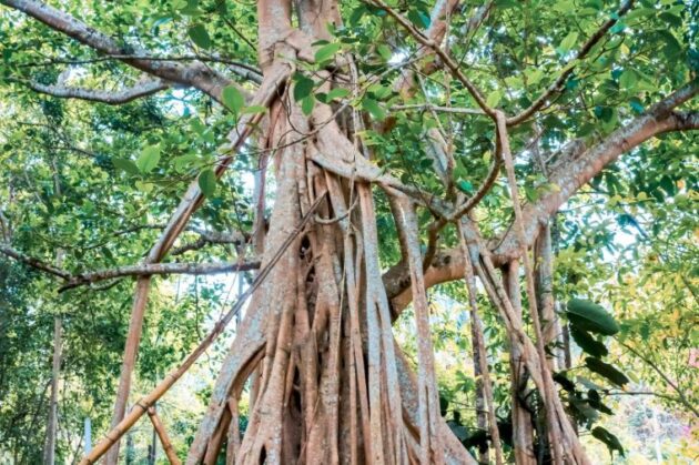 Sipsongpanna Botanical Garden