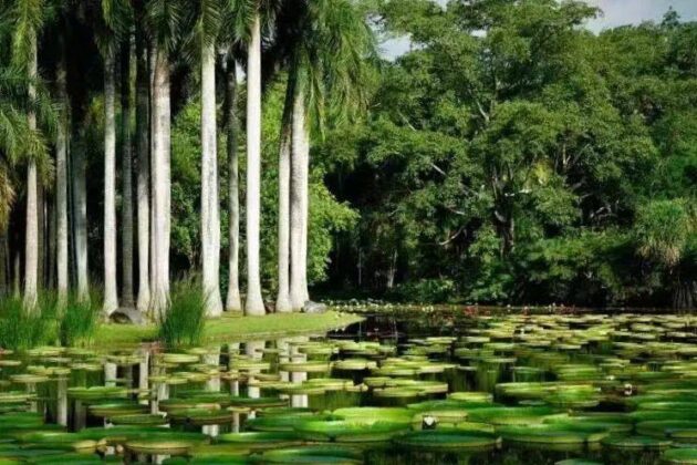 Sipsongpanna Botanical Garden