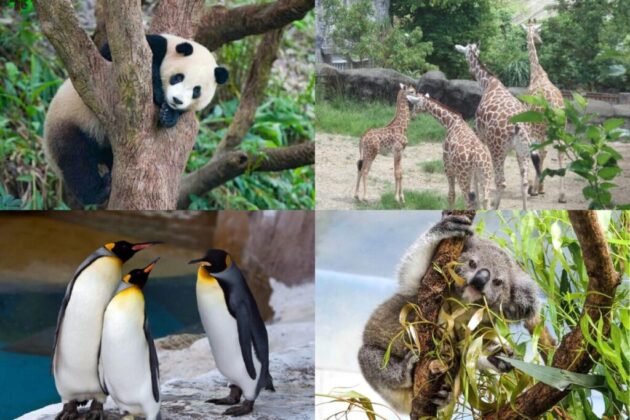 Taipei Zoo