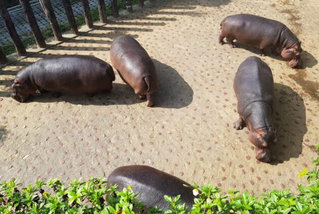 Taipei Zoo