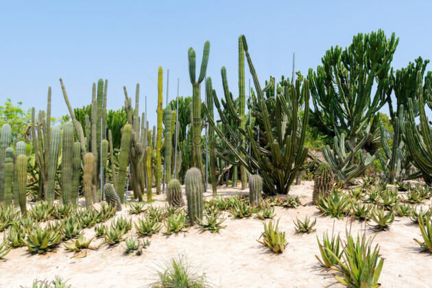 Wanshi Botanical Garden