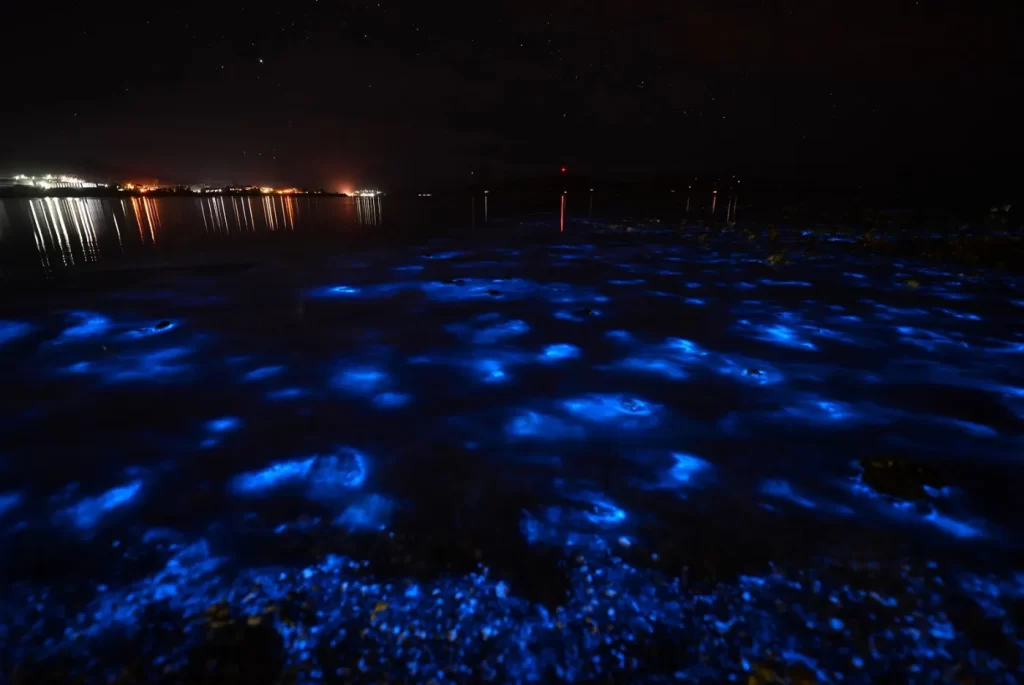Bahía Bioluminiscente