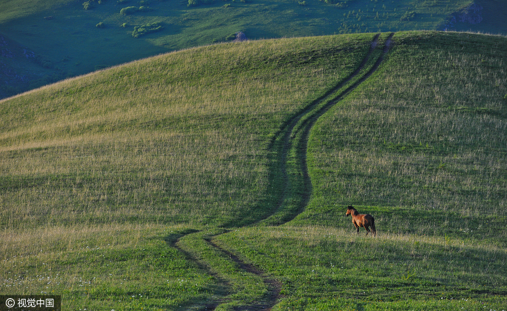 Bashang Grassland
