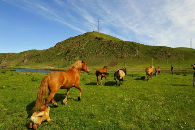 Bashang Grassland