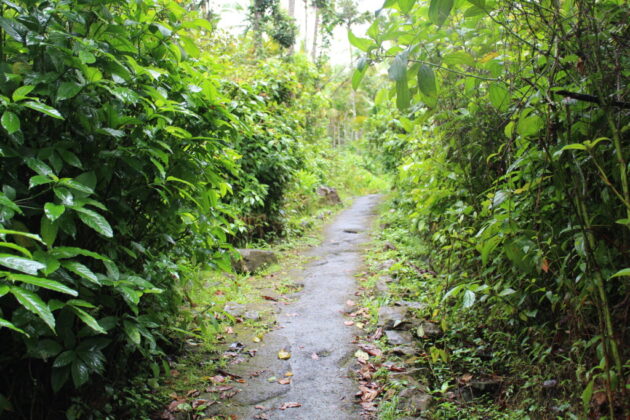 Caimitillo Trail