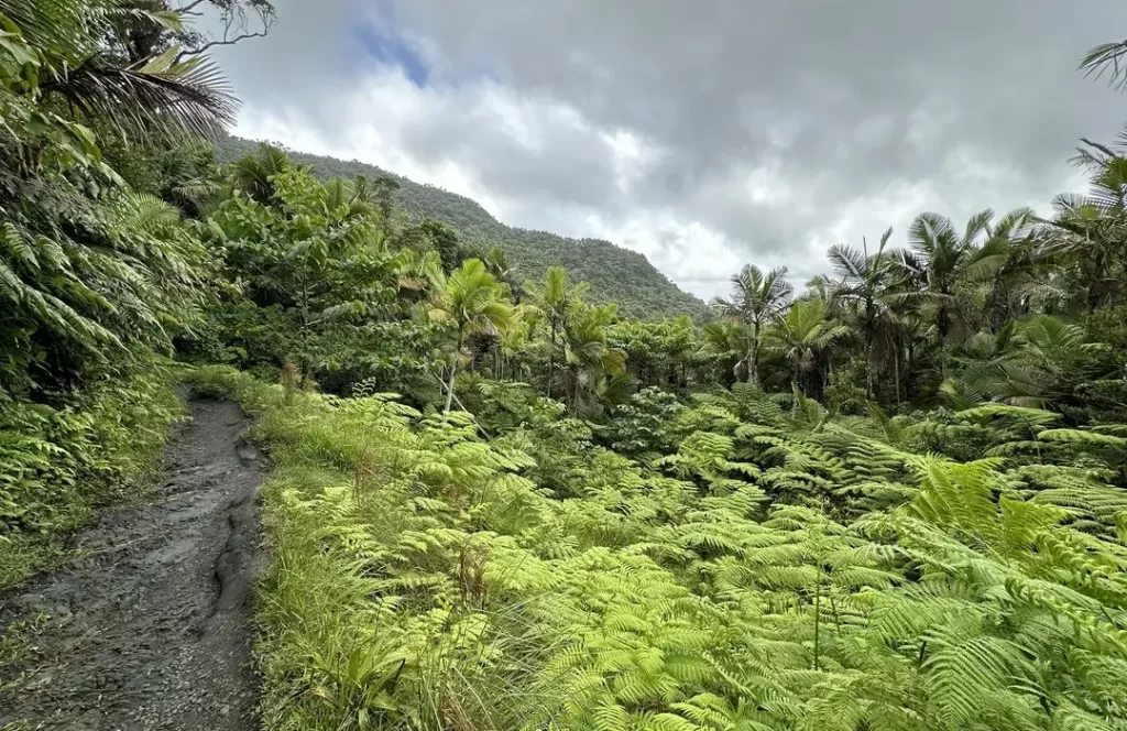 Caimitillo Trail
