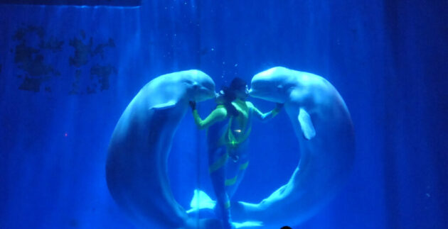 Harbin Polarland