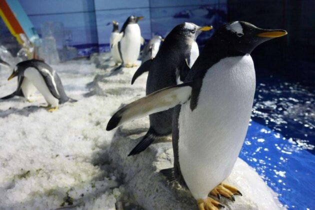 Harbin Polarland