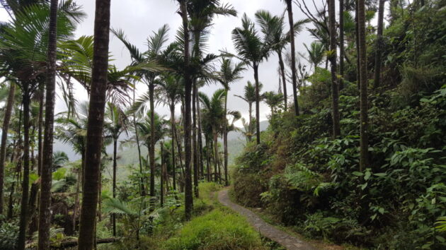 Mount Britton Trail