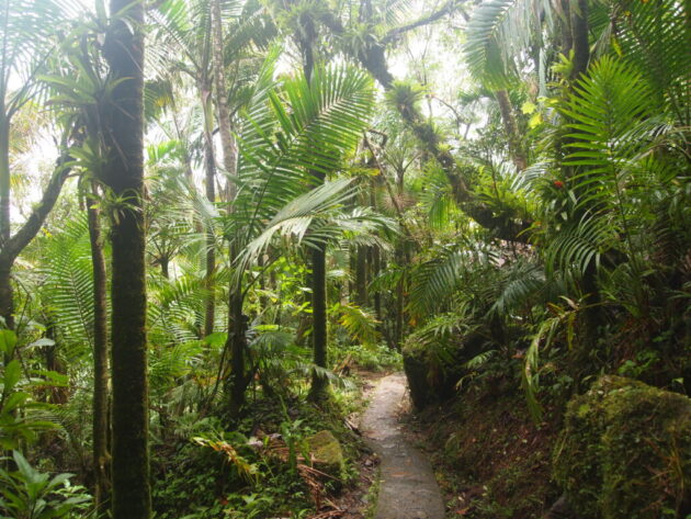 Mount Britton Trail
