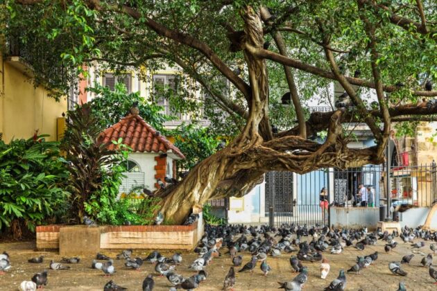 Parque de las Palomas