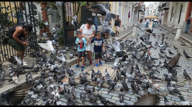 Parque de las Palomas