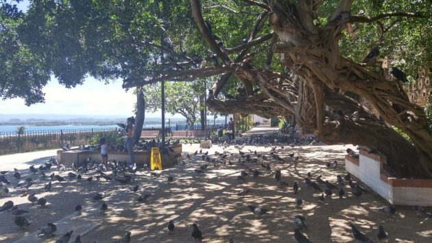 Parque de las Palomas