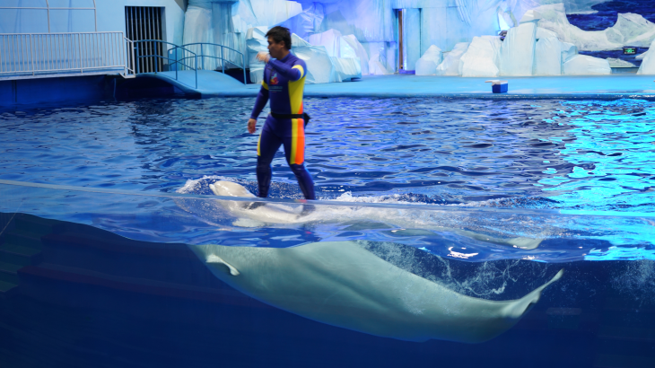 Qingdao Haichang Polar Ocean Park