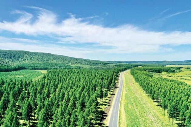 Saihanba National Forest Park