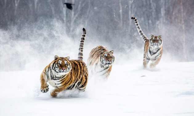 Siberian Tiger Park
